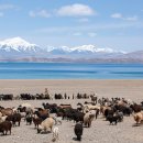 양한마리 이미지