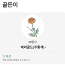 메리골드가 피었어요.(우리꽃 구경 좀 해주세요^^) 이미지