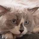 초록동물병원 이미지