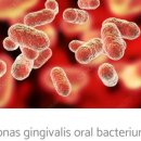 P-5904 | 구강 마이크로바이옴(Oral Microbiome)