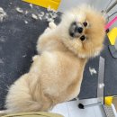 멍실멍실 이미지