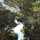 제주 올레길 5코스 이미지