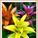 아나나스 이미지