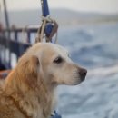 펫크루즈 이미지