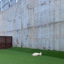 파자마독 이미지