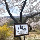 지리산 벚꽃 카라반 캠핑장 이미지