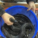 시장건강원 | 부산건강원 부전시장 장어즙 양산민물 방문 후기