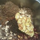 오수한의원 | 수족냉증의 한의원 치료, 진짜 효과가 있을까? 손발 다한증까지 겸한 박원장의 셀프 한약 복용후기