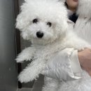 어안이 멍멍 이미지