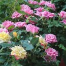 소금꽃정원 이미지