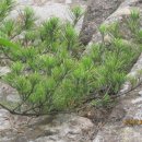 마당바위여울 이미지