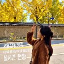 효자로 | 단풍 명소 서울 가볼만한곳 추천 경복궁 효자로 덕수궁 돌담길 은행나무 절정 시기 실시간