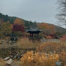 고요산책 | 가평 아침고요수목원 단풍명소 가을 산책 후기