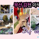 더프(DUF) 네이버블로그