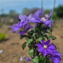 수채화별당 이미지