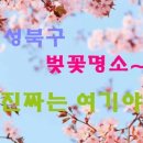 강북북부골목시장 | 🌸성북구 벚꽃 명소! 진짜는 여기야~! 벚꽃 드라이브·산책에 딱~ BEST 5 공개🌸