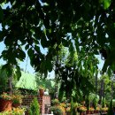 타샤의 정원 이미지