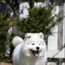 바하 이미지