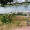 나무한그루 이미지