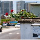 반룡마을회관 이미지