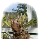 본오 초등학교 이미지