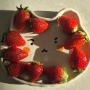 미진세탁 | 36주차 임산부 일상 아기세탁 반려묘 IBD 경과