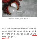 털 달린 리치, 람부탄 ＜26＞ 이미지