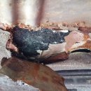 노은카센타 이미지