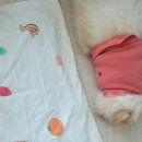 영성식품 | 오늘 일상, 비건빵, 식품 판매 목록입니다. (밥대신 먹는 나라빵)