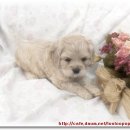 똥강아지 이미지