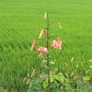 갓바위칡냉면 이미지