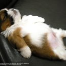 오뉴월 개팔자 이미지