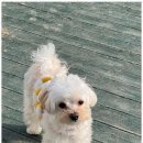 댕댕이 유치원 이미지