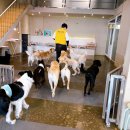 전주애견유치원 고마워복실아 이미지