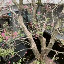 카페링크 이미지