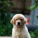 도그뉴스 이미지