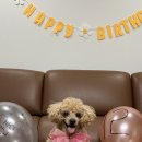 해담동물의료센터 이미지