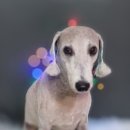 어쩔댕댕 이미지