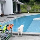 우다다 | 가평 애견펜션 “우다다 애견풀빌라” 내돈내산 후기🐶 (6번이나 방문한 후기)