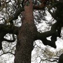 괴시2리 관어대 입구 Daum카페
