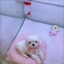 개키우는남자 네이버블로그