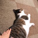 착한 고양이 이미지