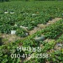 어부네농장 이미지
