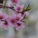 연산홍 - 용인시 처인구 한터로 34 | 연산홍