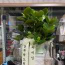 [창원 여자친구집 첫인사 선물 화분] 창원역 인근 ‘도룡꽃농원’ 내돈내산 리뷰