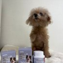 포메라니안·푸들 노령견 관절 관리, 닥터독 베츠초이스 뉴트리션 J+ 급여 후기