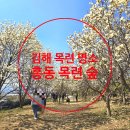 칠산서부동 행정복지센터 소회의실 | 부산 근교, 김해 목련 명소/김해 흥동 목련 숲 강추해요