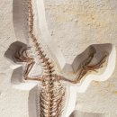 리하스킨케어 이미지