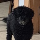 하이펫살롱 이미지