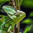 카멜레온 이미지
